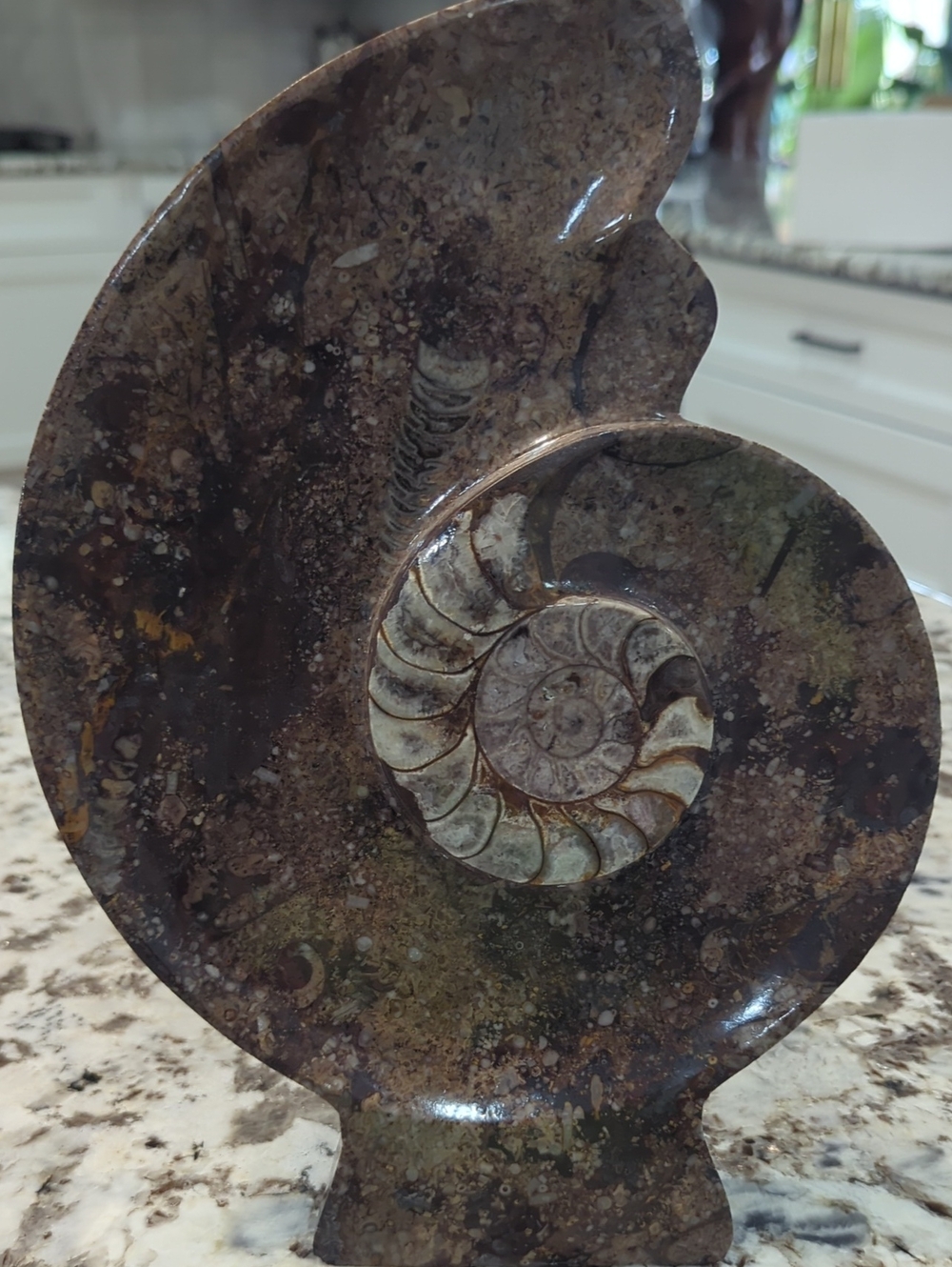 Ammonite With Gonoatiate Fossil Mineral Sculpture - Home Art Accent